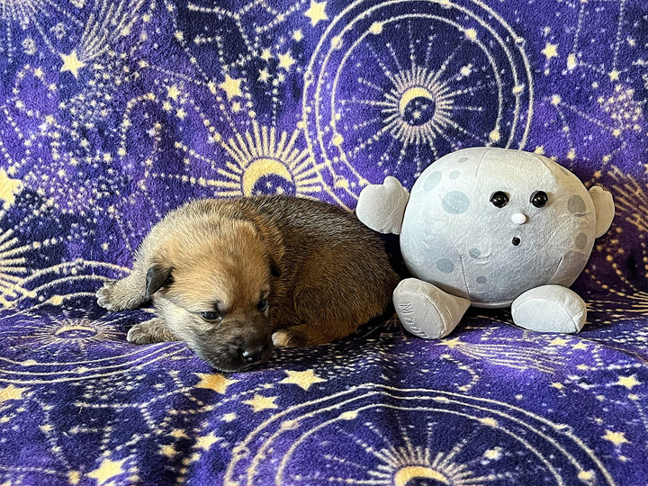 chinook puppy